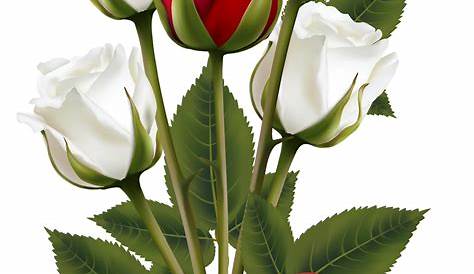 Transparent-Flowers | Red rose pictures, Red roses, Red rose png