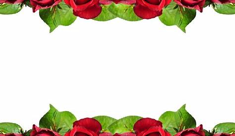 Red rose png image, free picture download