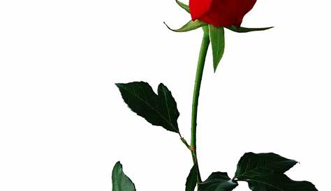 Red Rose PNG Image - PurePNG | Free transparent CC0 PNG Image Library