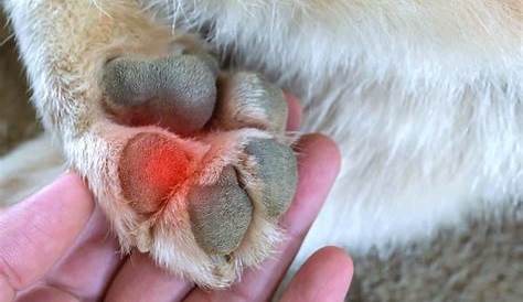 How Do I Treat My Dog's Infected Paw? - PatchPuppy.com