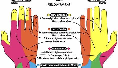 Anatomia de La Mano - Anatomia Humana | Mano | Sistema musculoesquelético
