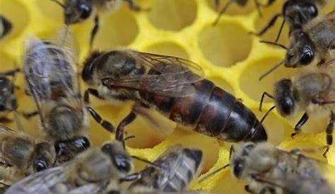 Les habitants de la ruche : la Reine