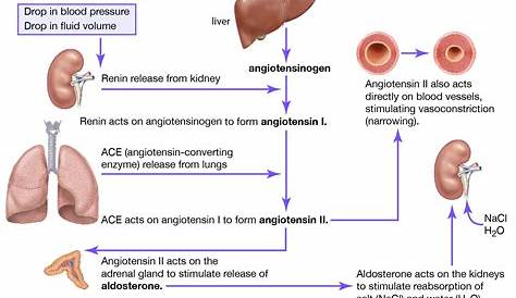 Renin Angiotensin Aldosterone System Mechanism angiotensin Definition & Facts Britannica