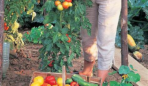 Astuces pour repiquer ses plants de tomates - SlyDventure