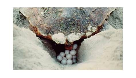 Reproduction des tortues de terre et de mer - Blog