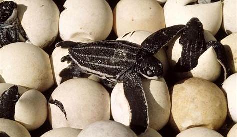 La tortue luth échouée en Camargue avait quitté les Caraïbes l’an passé