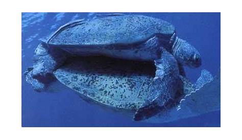 Des milliers de tortues évacuées pour échapper à la marée noire