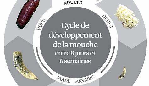 CYCLE DE VIE DE LA MOUCHE - Naissance, reproduction et espérance de vie