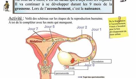 La reproduction : fécondation et nidation (4ème) | Nidation, Science et