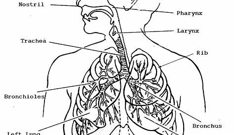 Respiratory System Coloring Page Coloring Home