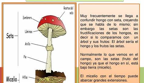 El reino fungi (hongos)