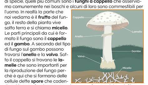 Paradiso delle mappe: Come si nutrono i funghi