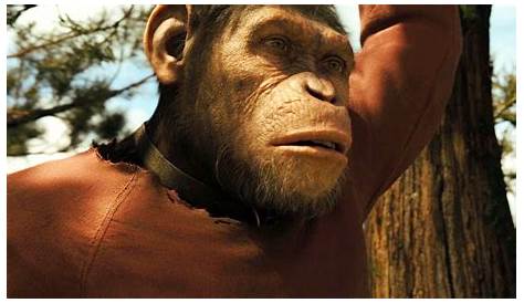Rise Of The Planet Of The Apes Caesar Baby A Majmok Bolygója Lázadás Harmadik Nekifutásra Roboraptor