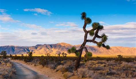 See a Magical Land of Joshua Trees on Your Phoenix to Sin City Trip or