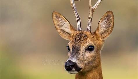 1000+ images about Roe deer head on Pinterest | Pets, Deer and Portrait