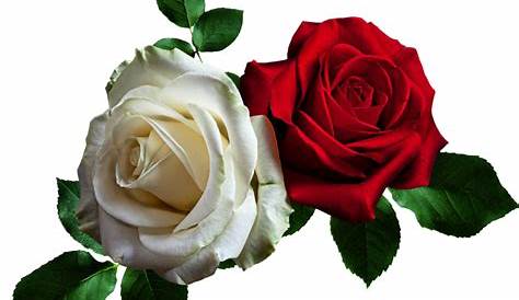 Rosa roja y rosa blanca - Imagui