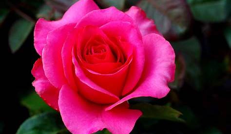 Pin de Matilde Pires em •Pink• | Rosas, Cor de rosa, Cores