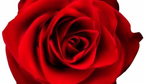 Flores - Rosa Vermelha 4 PNG Imagens e Moldes.com.br