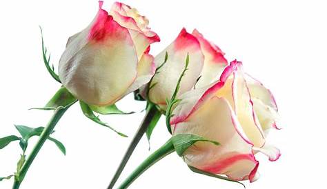 Rosas Blancas para Ramos ️ Tipos de rosas blancas