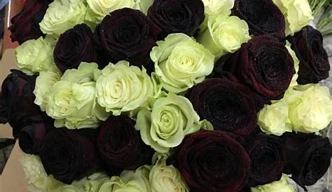 17 Best images about rosas negras on Pinterest | Midnight blue, Black
