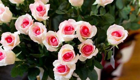 Rosas blancas rosadas :: Imágenes y fotos