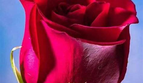 Imagenes De Rosas Rosas Hermosas | Miexsistir