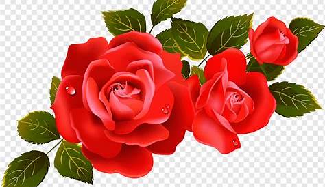 Rose Red Clip art - Red Rose Transparent PNG Clip Art Image png