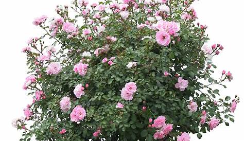 Clipart rose shrub, Clipart rose shrub Transparent FREE for download on