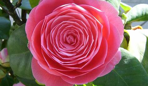 Rose Camelia Camellia Japonica 'Lady Campbell' Vente Camélia D'hiver