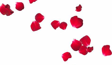 Red Rose Petals Transparent - PNG All | PNG All