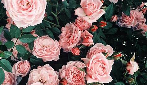 Rose Wallpaper Aesthetic Pink Flowers - Download Free Mock-up