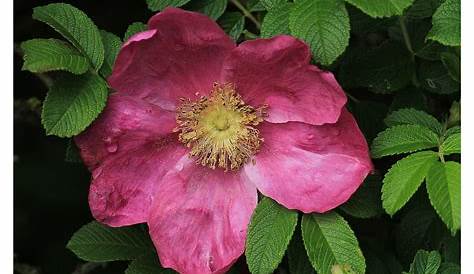 "Sylt Rose" Foto & Bild | pflanzen, pilze & flechten, blüten