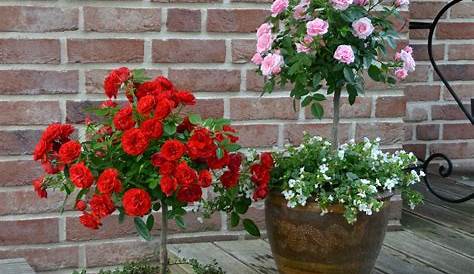 Rote Rosen als aromatische und bezaubernde Gartenpflanzen pflegen