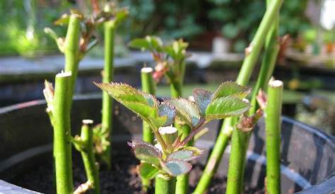 Rosen vermehren: Tipps zur Vermehrung mit Samen, Stecklingen & Co