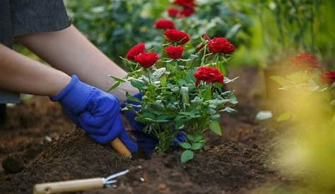 Rosen pflanzen - so wird es richtig gemacht - Anleitung @ diybook.at