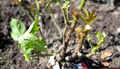 Üppig blühende Rosen sind der Traum vieler Gärtner. Damit dieser in