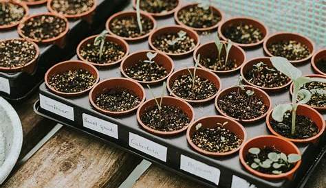 Rosenkohl Hier erfahrt Ihr alles rund um den Rosenkohl: Anbau Ernte