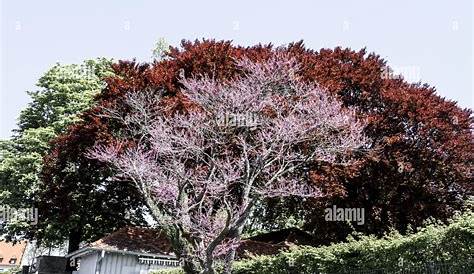 Rote Baumblüten - Frühjahr in Polle Foto & Bild | pflanzen, pilze