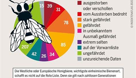 Wildpflanzen: Rote Liste: So steht es um bedrohte Pflanzen in Bayern