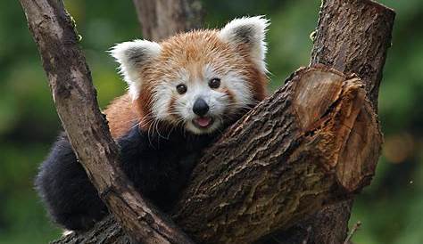 Roter Panda..... Foto & Bild | natur, portrait, porträt Bilder auf