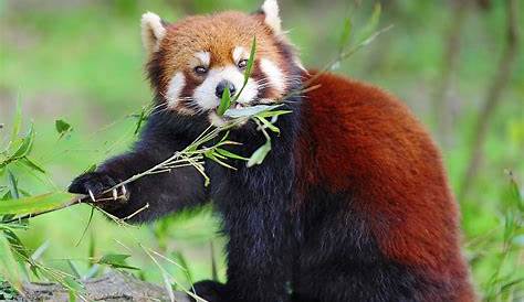 Rote Pandas: Forscher weisen zwei Arten nach - DER SPIEGEL