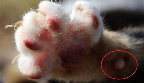 Why are my cats paw pads dry? - DIY Seattle