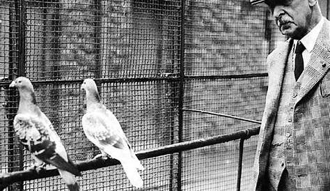 | Lords v Commons Pigeon RaceThe Royal Pigeon Racing Association