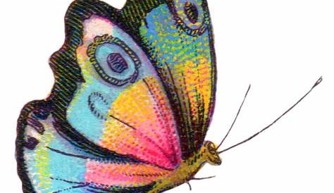 Painted Butterfly PNG Clipart