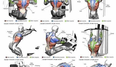 Espalda | Entrenamiento de cuerpo completo, Rutinas de entrenamiento