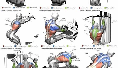 Cinco buenos ejercicios para ensanchar la espalda | Rutina para espalda