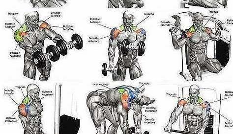 Que musculos se trabajan segun que ejercicios Workout Chart, Arm