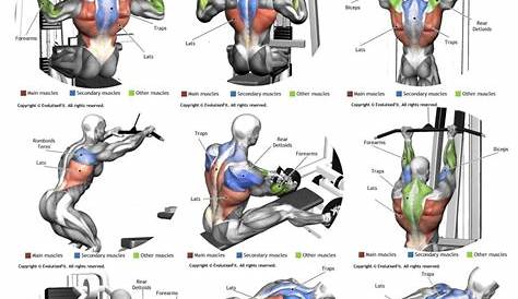 Ejercicios de espalda para hacer en el gimnasio | La Solución Perfecta