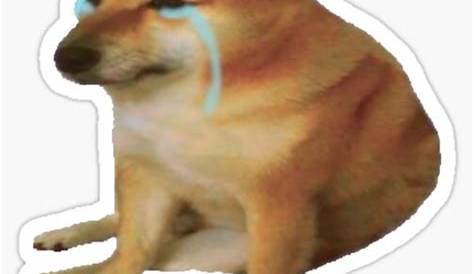 Meme sad dog stock image. Image of meme, cute, imitating - 168904089