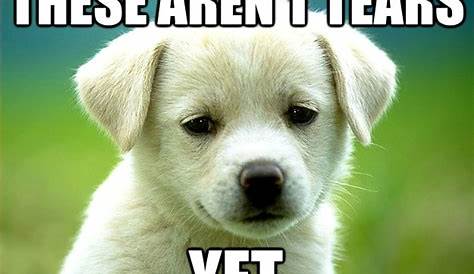 20 Sad Puppy Pictures With Funny Captions - EchoMon